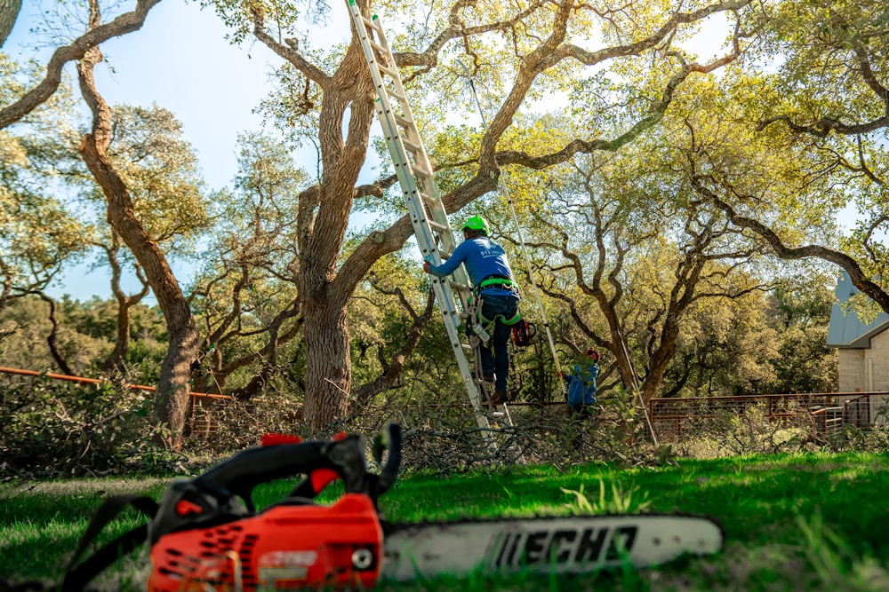 Arborist in a harness climbing a ladder into a large oak on a residential job