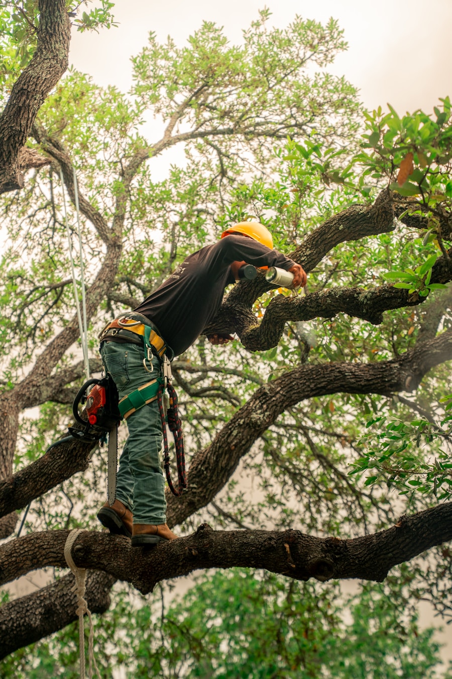 Arborist applying treatment to a pruning cut on an oak